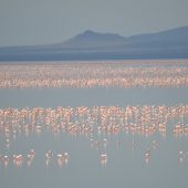  Lake Manyara, TZ